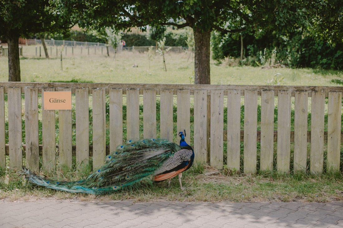 tiere auf dem glessener mühlenhof